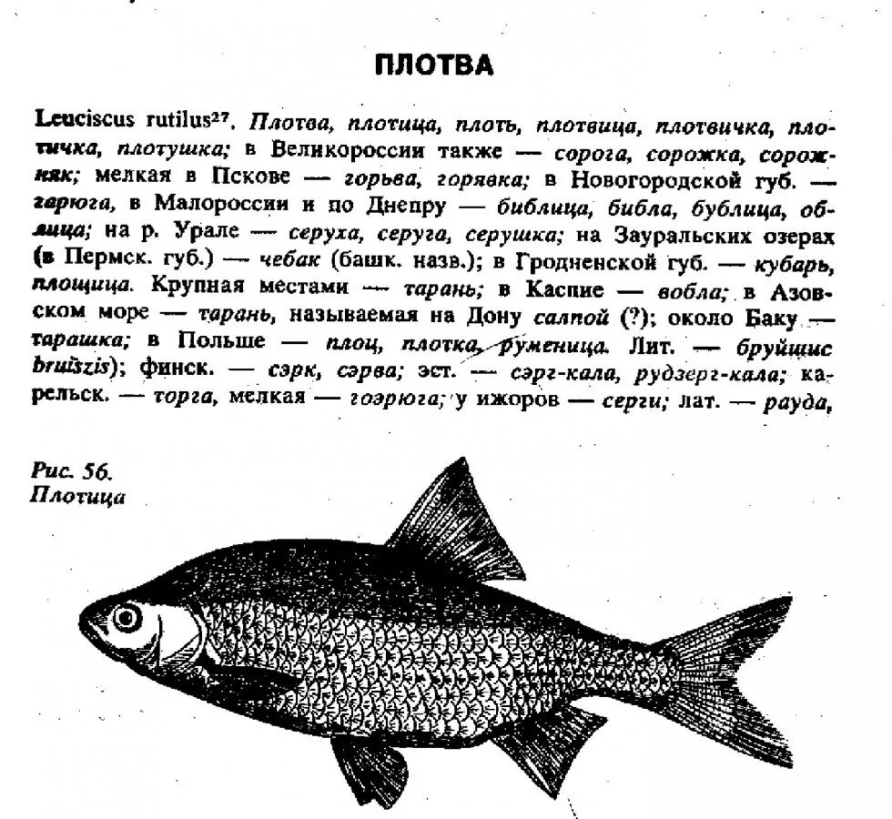 Чем отличается плотва от воблы. Плотва густера сорога. Плотва тарань вобла. Сорога плотва вобла. Плотва вобла тарань отличия.