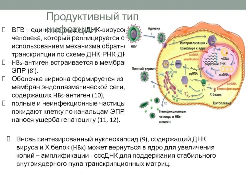 Продуктивный Тип инфекции. Продуктивный Тип инфекции вируса. HBE антиген вируса гепатита в. Вирус гепатита a нуклеокапсид.