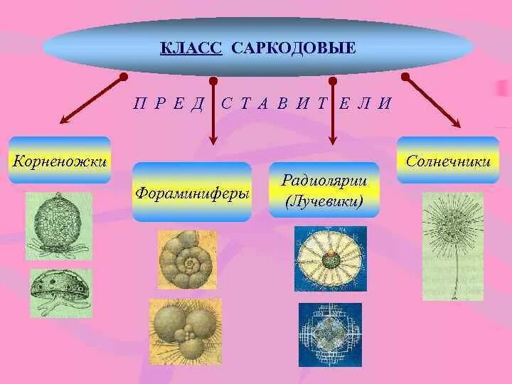 Саркодовые представители. Саркодовые (Sarcodina. Подтип Саркодовые представители. Класс Саркодовые Sarcodina. Отряд саркодовых систематика.