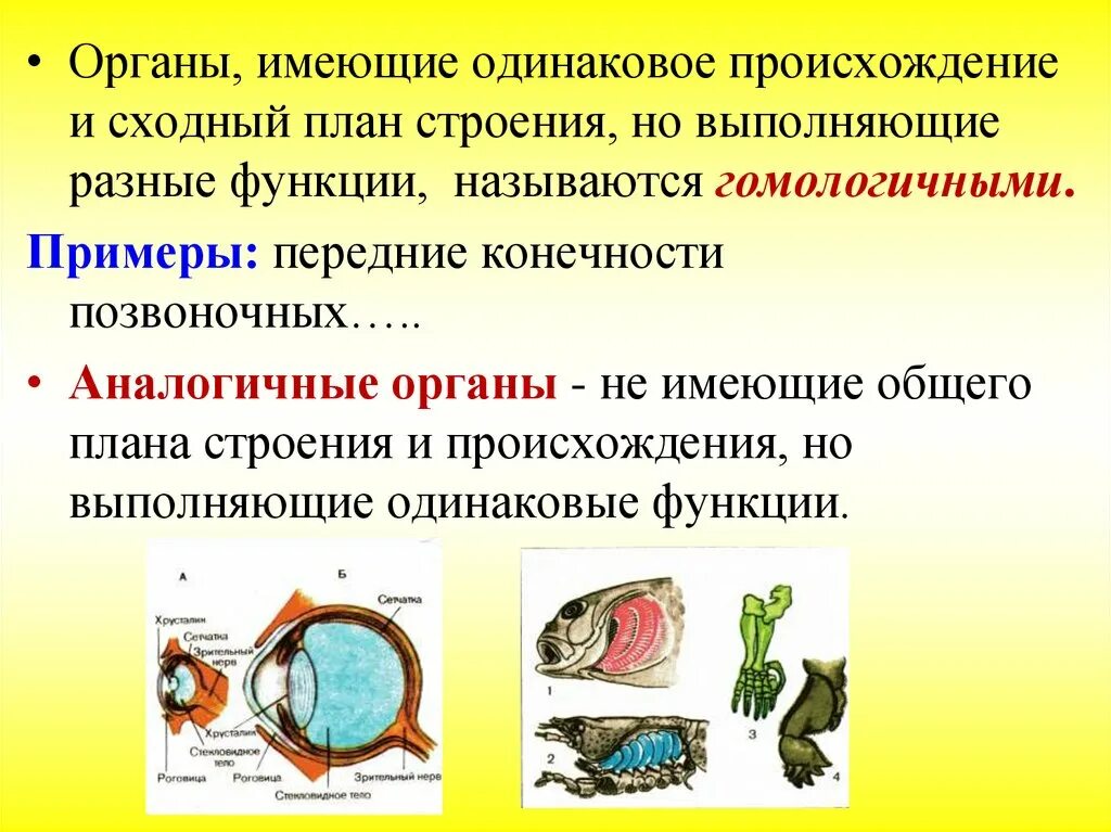 Сходные по строению функциям и происхождению. Органы имеющие Разное происхождение и внутреннее строение. Органы имеющие Разное происхождение но выполняющие сходные функции. Органы имеющие одинаковое происхождение но выполняющие. Органы имеют общее происхождение но разные функции.