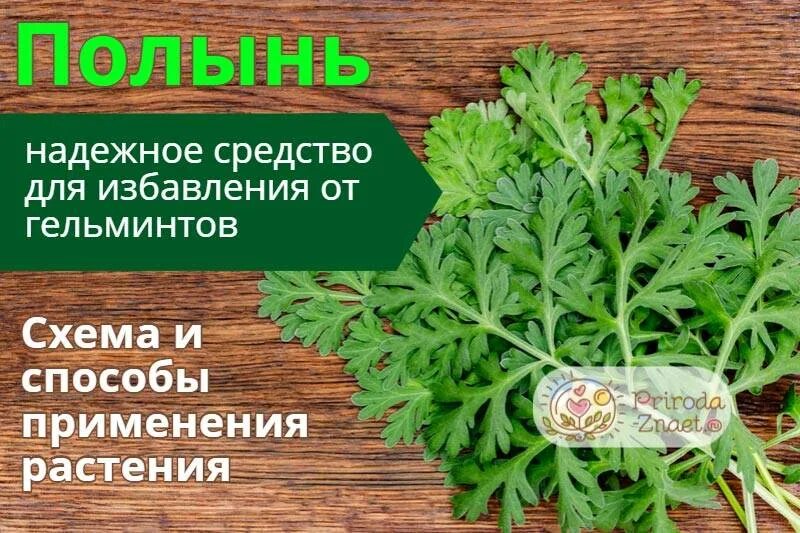 Сколько пить полынь дней. Полынь от паразитов. полынь горькая от паразитов. полынь от гельминтов. полынь глистов полынь от глистов.