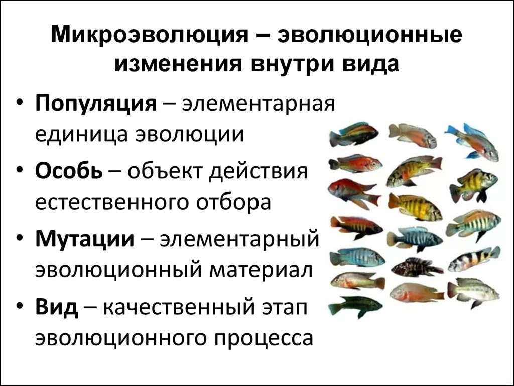 Что лежит в основе эволюционных изменений. Микроэволюция. Микроэволюция образование новых видов. Микроэволюция это в биологии. Понятие о микроэволюции.