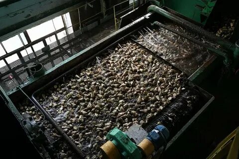 Завод сахарная свекла
