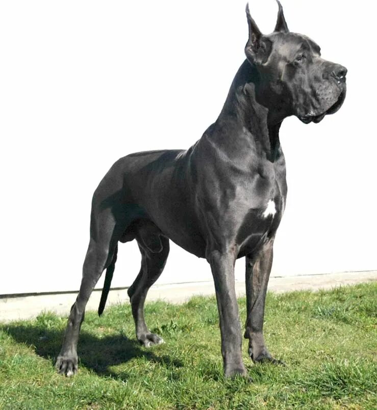 догов можно. дог королевский чистокровный. догов можно. грейт дейн. догов можно.