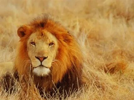 Lion sounds