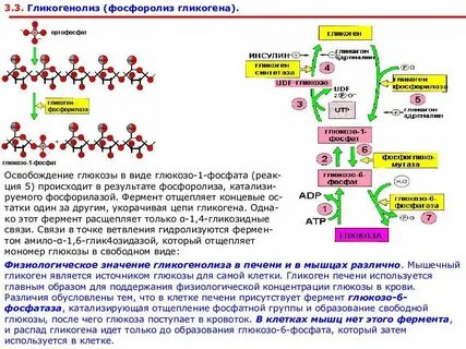 Гликоген откладывается в печени