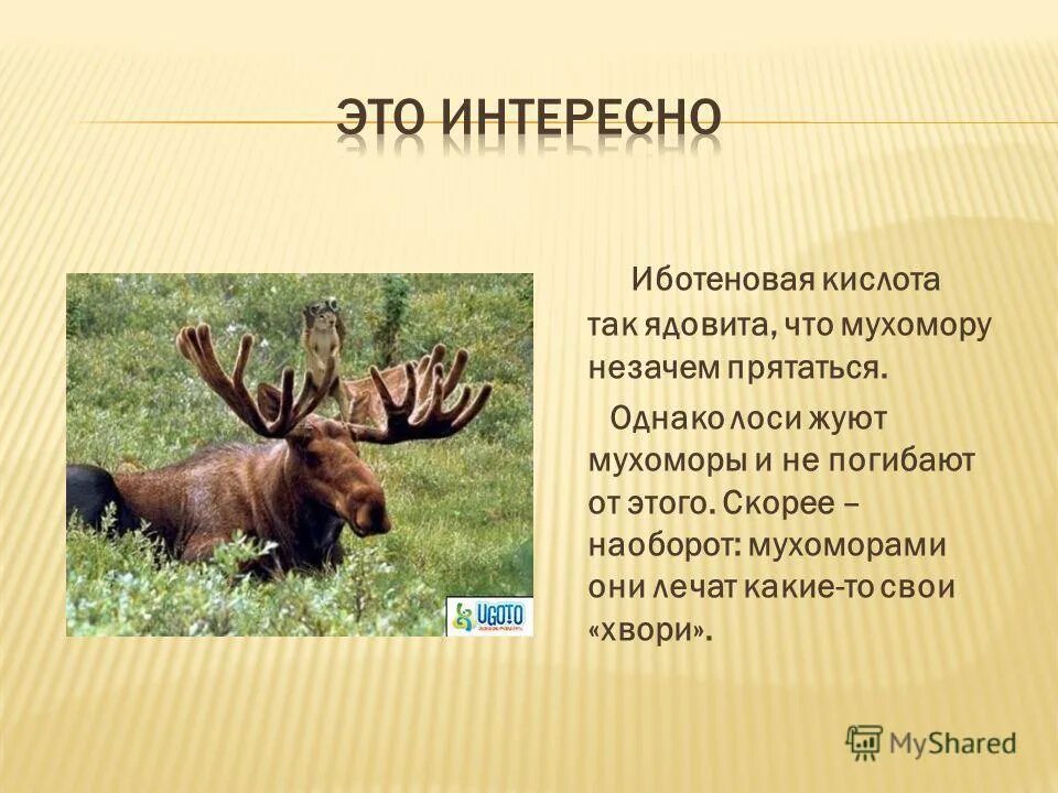 Польза животных для человека. Лось краткое описание. Где обитает лось. Схема применения частей туши лося. Мухомор полезен для животных.