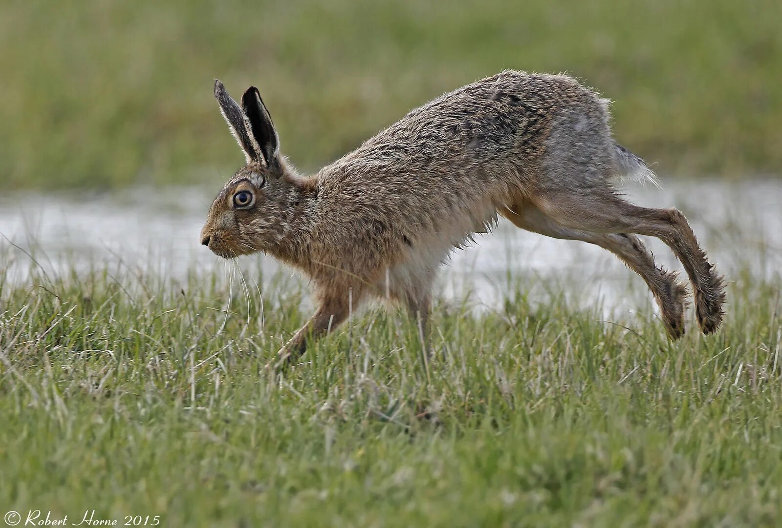 Русак работа. Lepus europaeus) —. Заяц беляк и русак. 15. Русак работа.