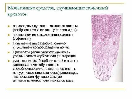 Улучшает почечный кровоток