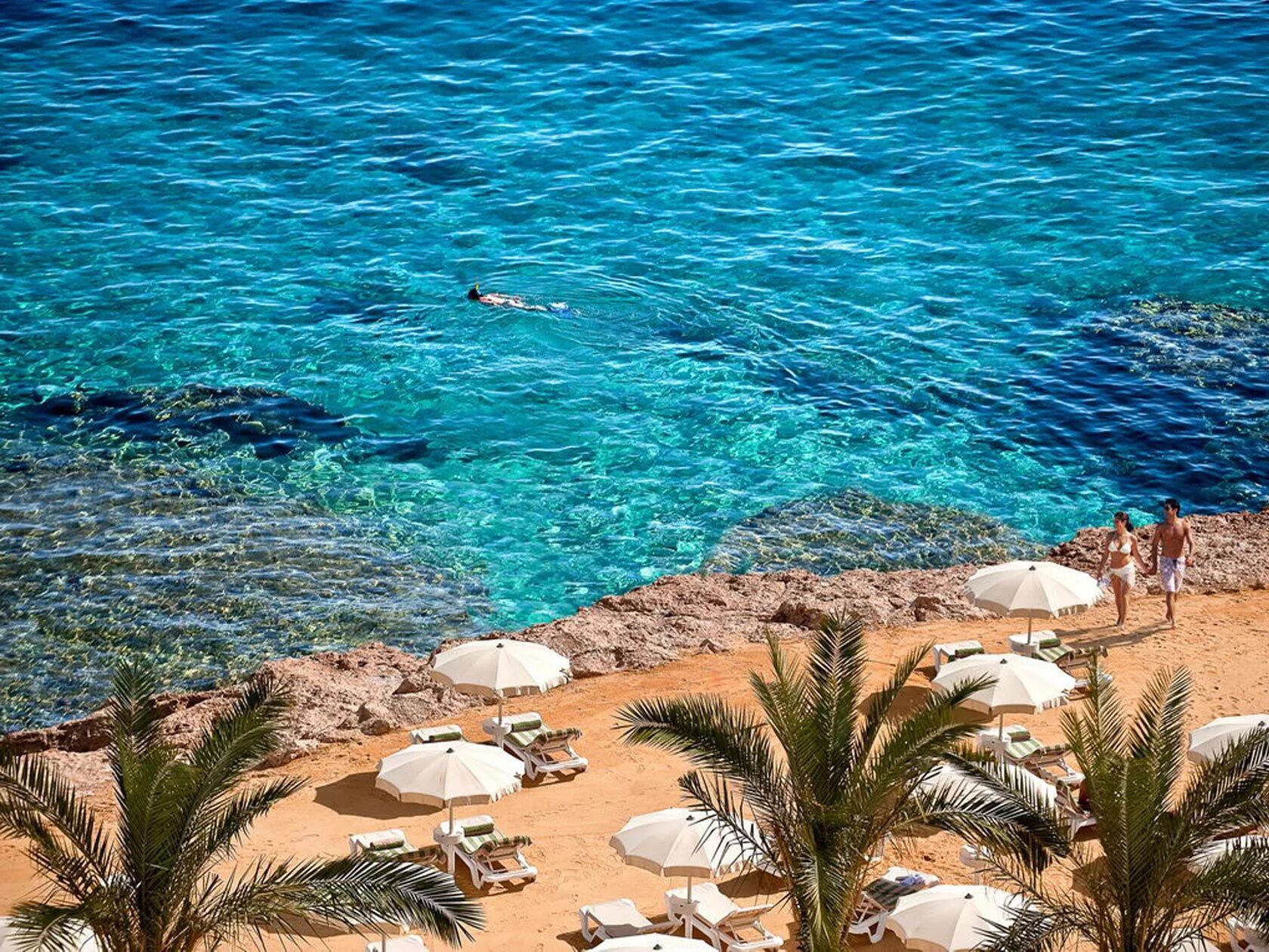 Hello Nemo! - Picture of Sharm El Sheikh, South Sinai - Tripadvisor