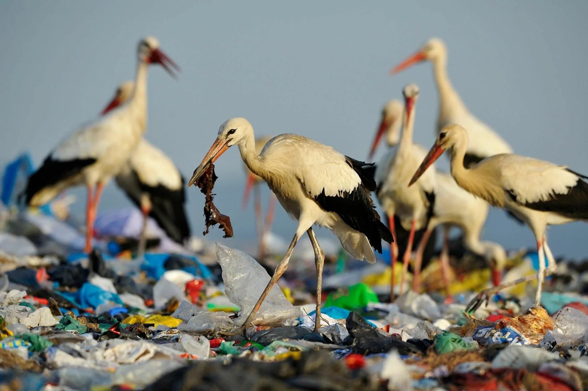 Животные и пластик. Загрязнение природы животные. Пластик в природе.