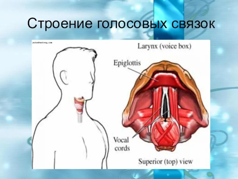 Строение голосовых связок. Голосовые связки анатомия. Строение голосовых связок человека. Голосовые связки анатомия строение. От чего зависят голосовые связки