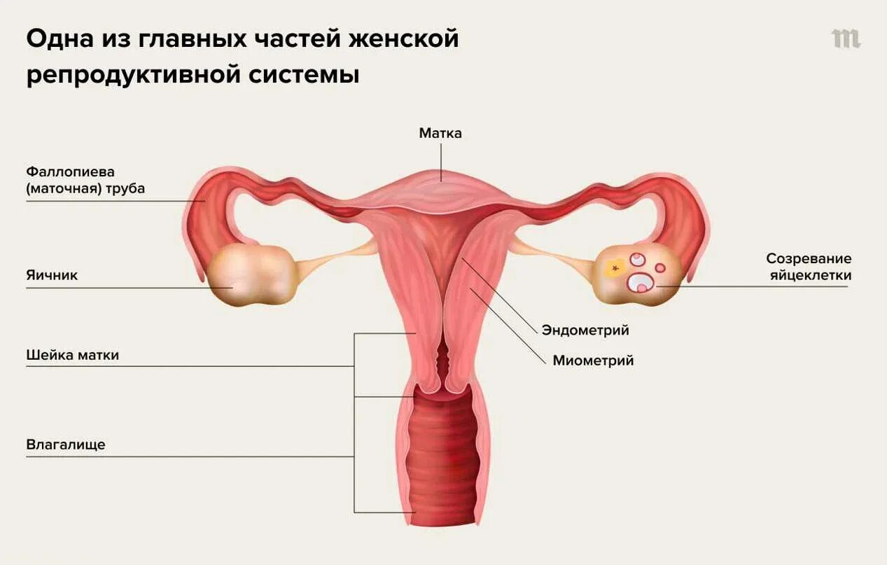 Что происходит во время месячных. Как происходит менструация. влагалище менструация. как выглядит менструация.