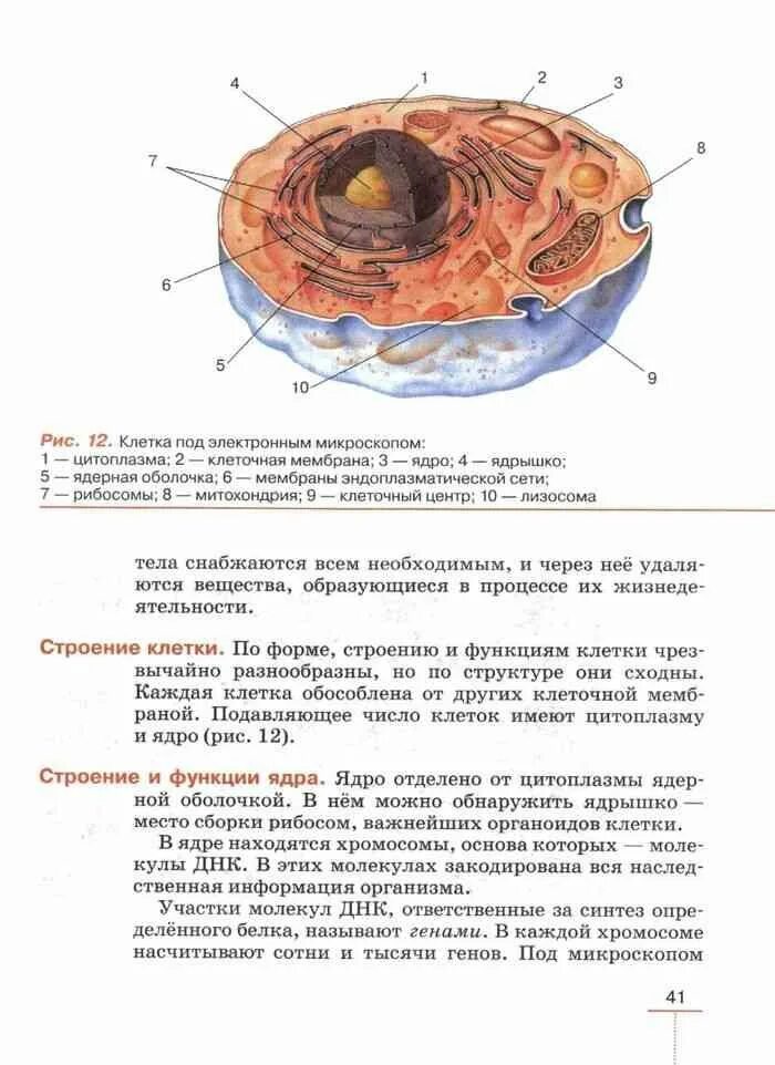 Учебник биологии анатомия. Строение клетки учебник биологии 8 класс. Строение животной клетки 8 класс биология учебник. Строение клетки по учебнику 8 кл. Строение человеческой клетки 8 класс биология.