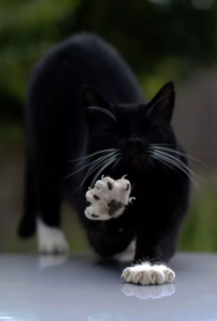 Чёрный кот. Черные коты. Черный Кок. Котик черно белый. Котята с белыми лапками