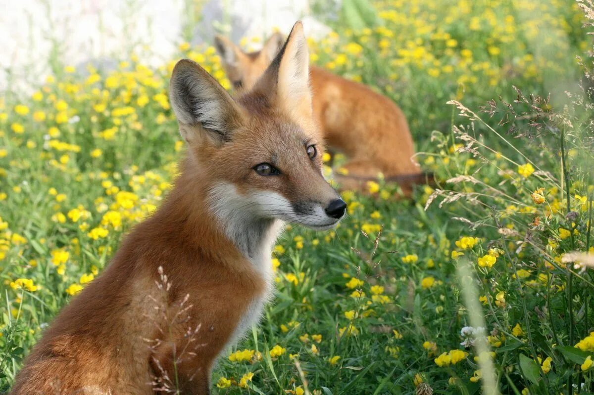 Fox ears. Лиса, Лисонька, Лисичка, Лисий. Степная лиса. Картинки на рабочий стол лиса.