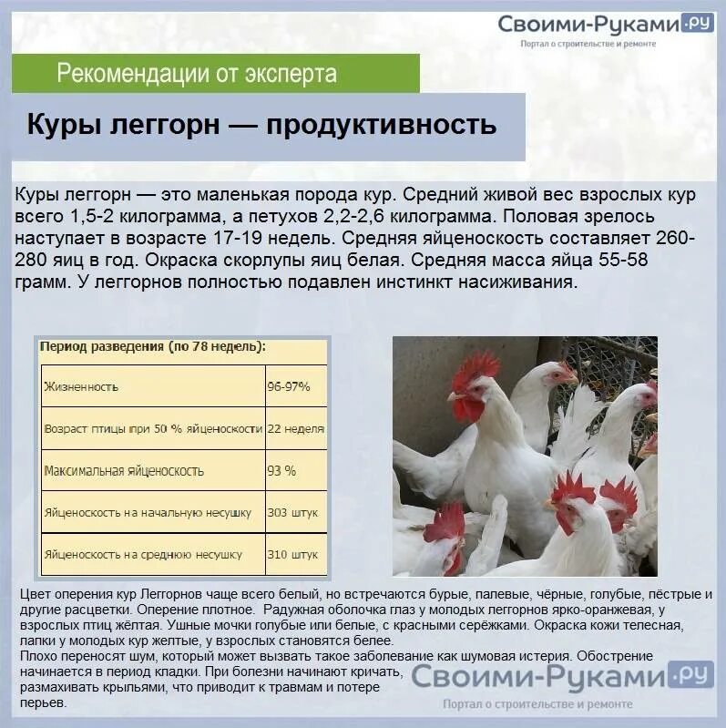 Характеристика курятина. Куры доминант брама. Характеристика курятина. Белый леггорн породы птиц. Норма кормления кур ломан браун.