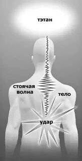 Волна организм