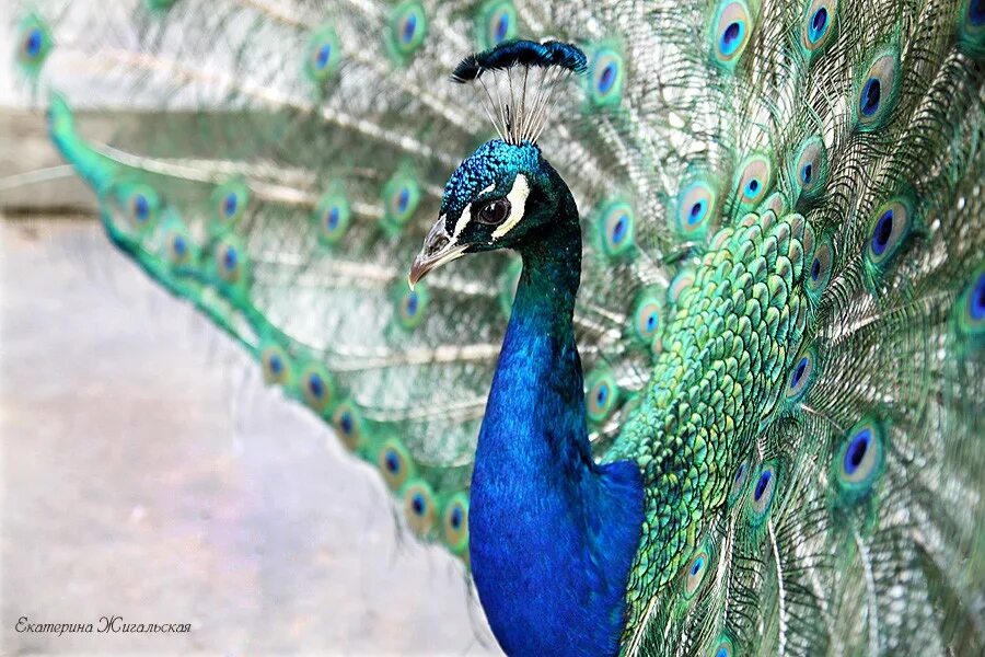 Павлин 2. Композиция с часами настенная павлин. Павлин. Красивые картины с павлинами. Павлин 2.