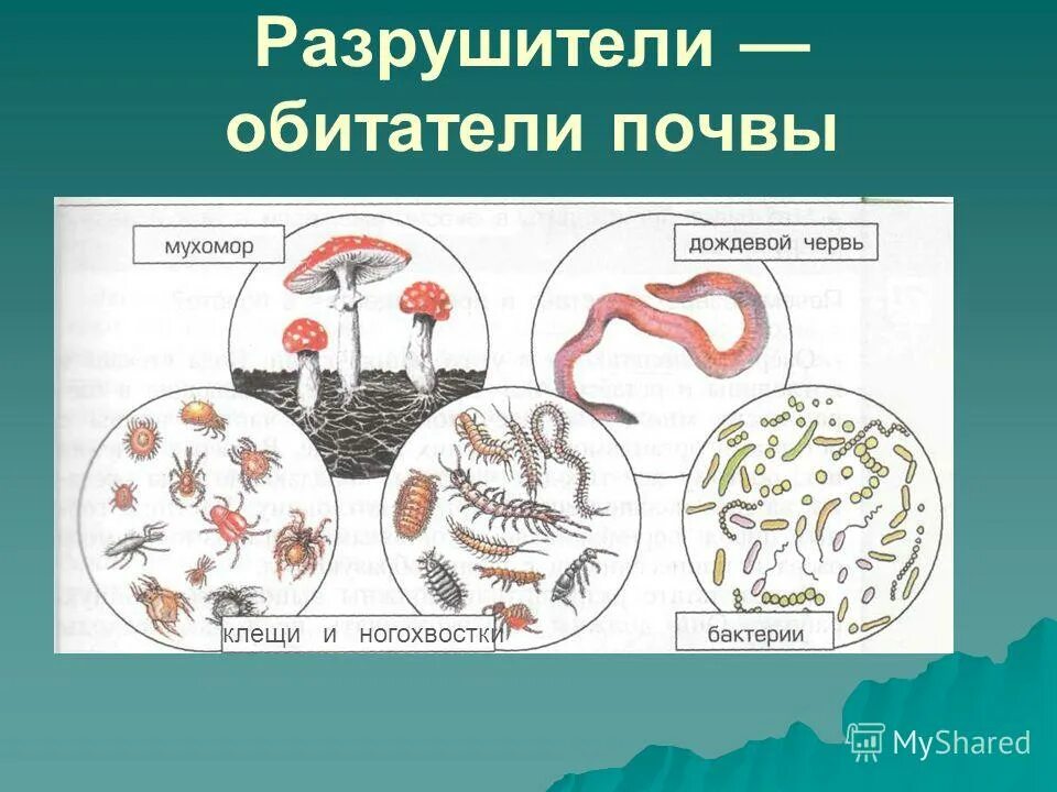 3 группа обитателей почвы составляет животные. Обитатели почвы схема. Обитатели почвы Разрушители.