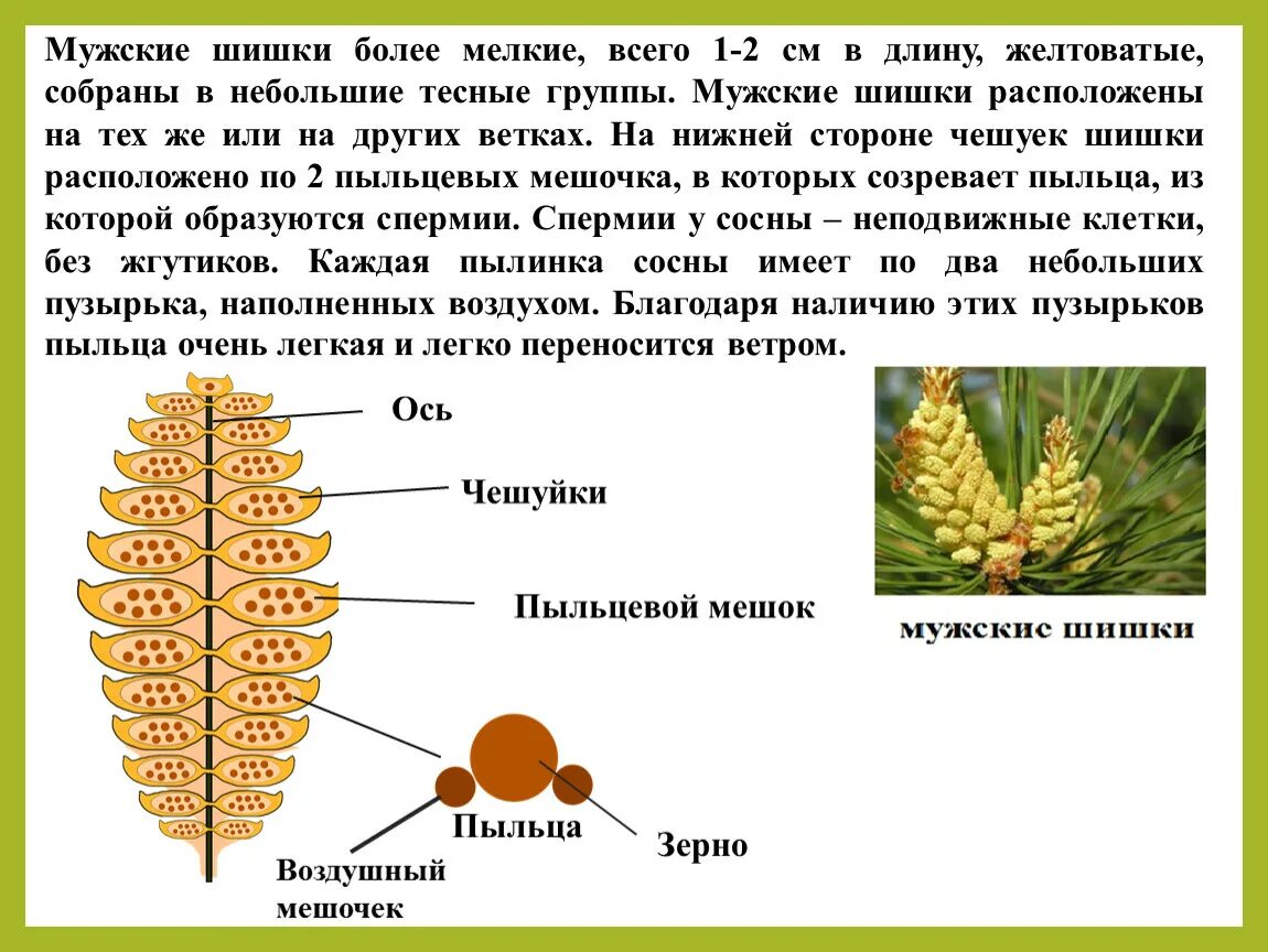 Чешуйка мужской шишки. Мужские шишки. Строение мужской шишки. Опишите внешний вид мужских шишек. Строение пыльцевого зерна сосны.