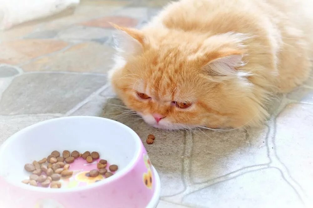 Отказ от еды у кошек. Котик с едой. Еда для кошек. Кошка кушает. Привередливый кот.