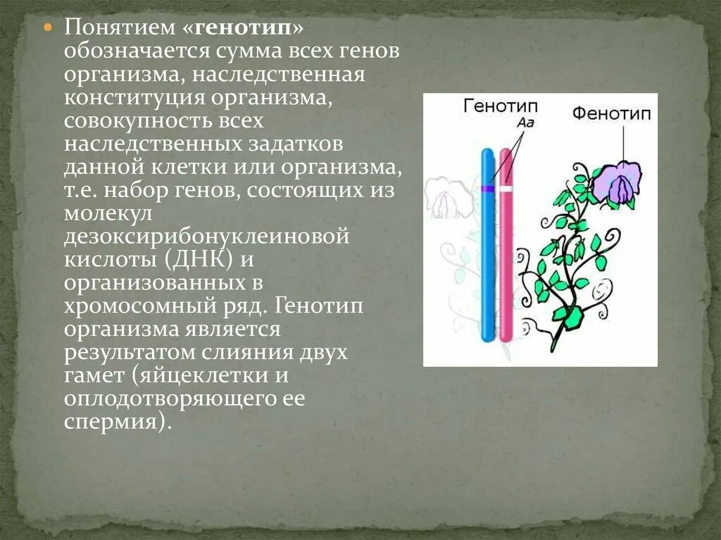 Генетическая Конституция организма. Совокупность генов организма обозначается. Совокупность наследственных задатков организма это. Генотип совокупность генов организма или клетки.