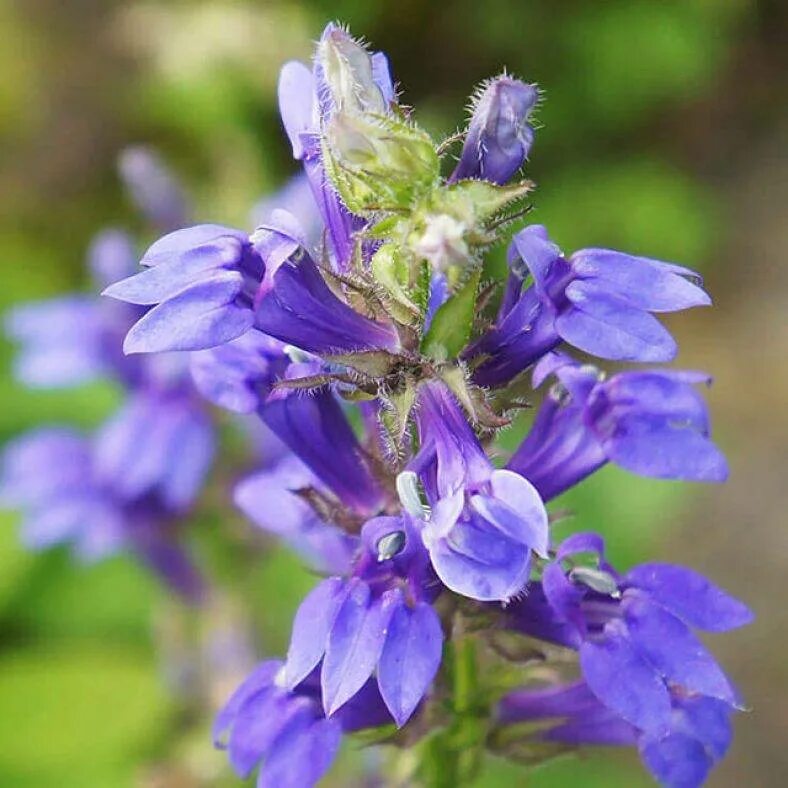 Иссоп лекарственный свойства и применение. Иссоп Hyssopus officinalis Hyssop. Иссоп Луговой. Иссоп Губоцветные. Иссоп лекарственный (Hyssopus officinalis).