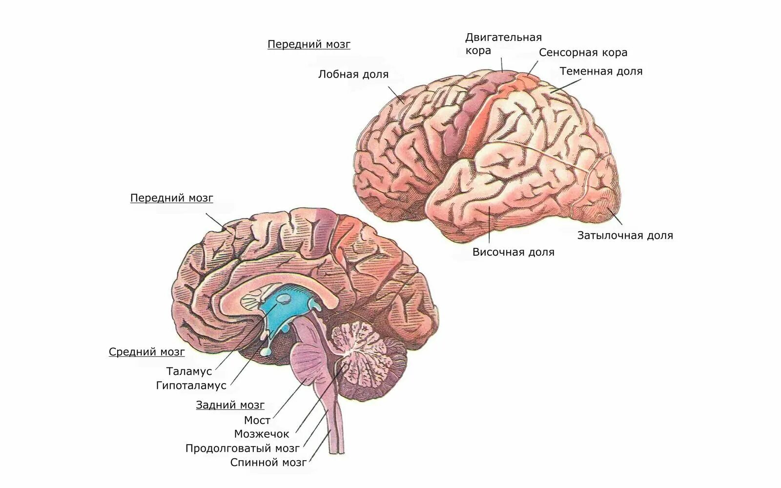 Мозг расположение и функции. Отделы и части отделов головного мозга. Отделы головного мозга человека схема. Строение головного мозга отделы головного мозга. 5 Отделов головного мозга рисунок.