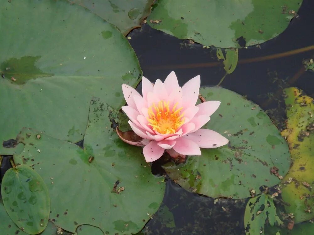 растения пресноводных водоемов. кубышка элодея. рогоз камыш тростник стрелолист. биоценоз пресноводного водоема. растения пресных водоемов ты знаешь.