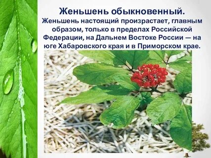 Красная книга приморских растений
