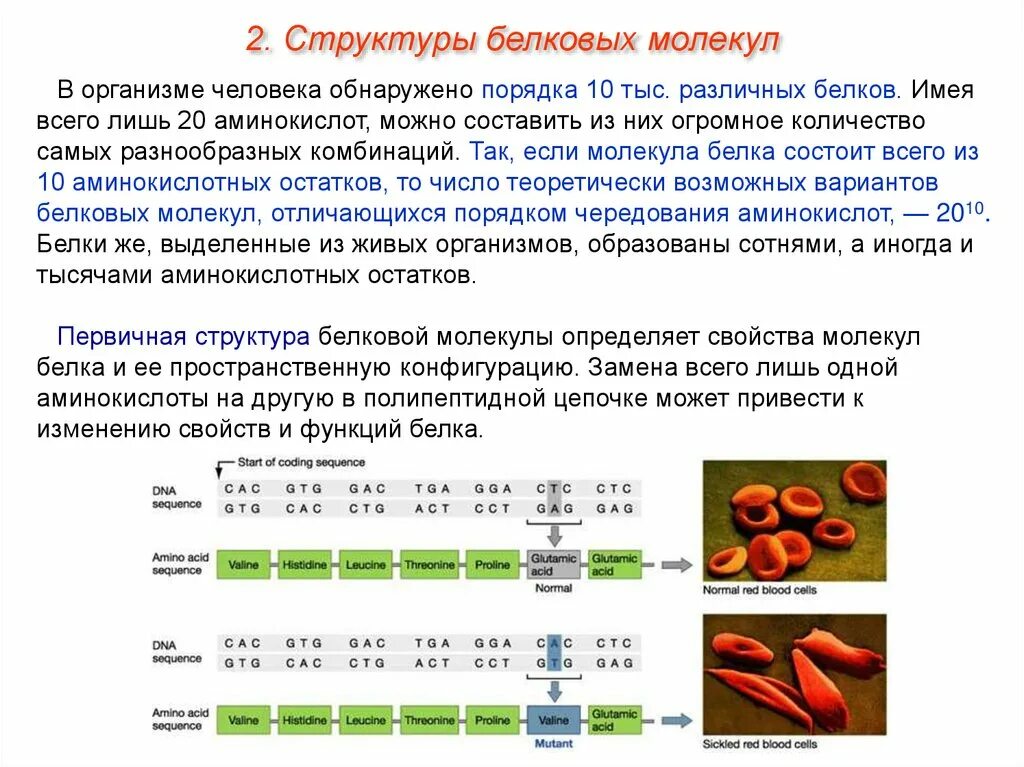 Каждой молекуле белка соответствует