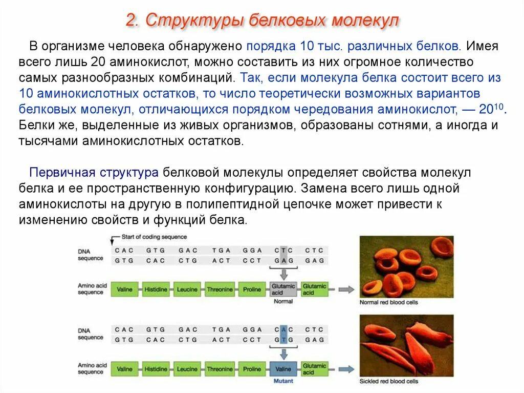 Строение 20 аминокислот белковых. Количество белков в организме. Количество белков в организме человека. Белок в организме строение. Изменение пг