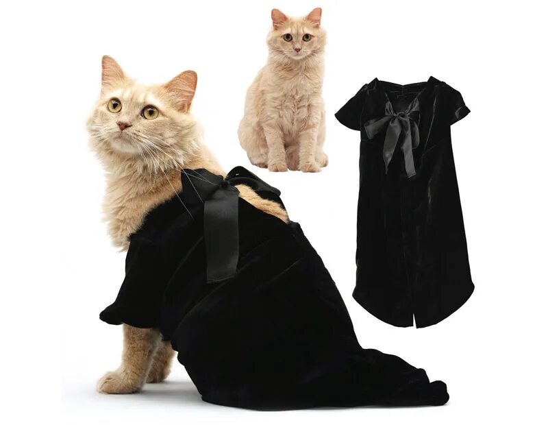 Кошечка с одеждой. Наряды для кошек. Модная одежда для кошек. Котики с одеждой. Кот в одежде.