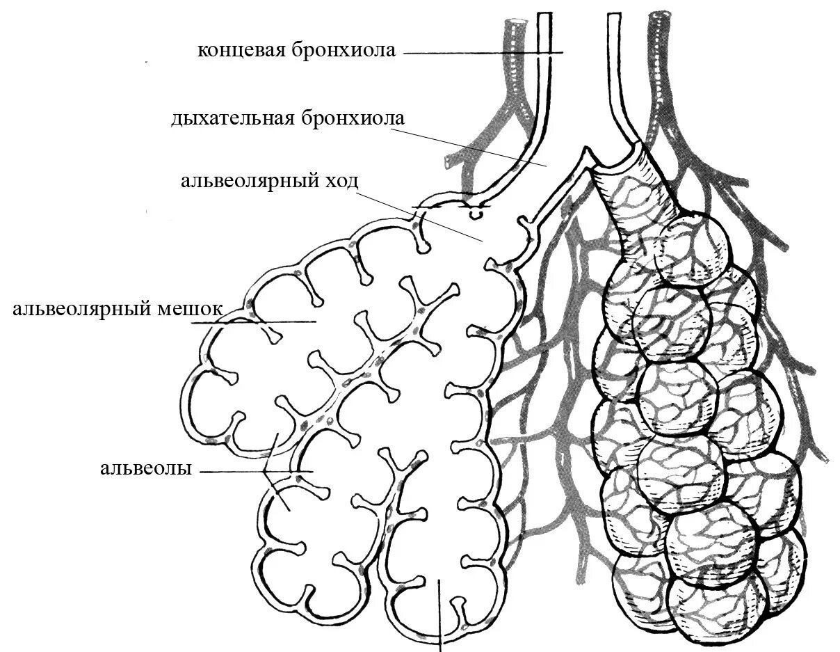 Альвеолярные пузырьки у млекопитающих находятся в. Схема строения легочного ацинуса. Легкое строение анатомия ацинус. Ацинус структурно функциональная единица легкого строение. Схема ацинуса легкого анатомия.
