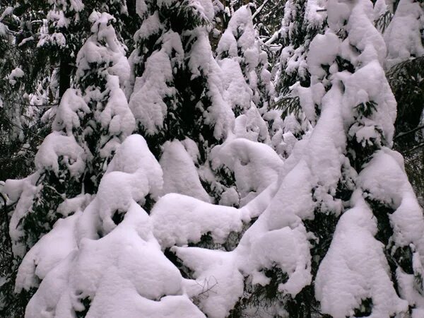 Всеволод борисович иванов ведическая русь. Летопись зимы. Летопись зимы. Зима 2009-2010. Зима 2009-2010.