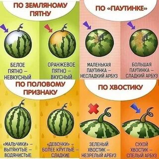 Как выглядит спелый арбуз