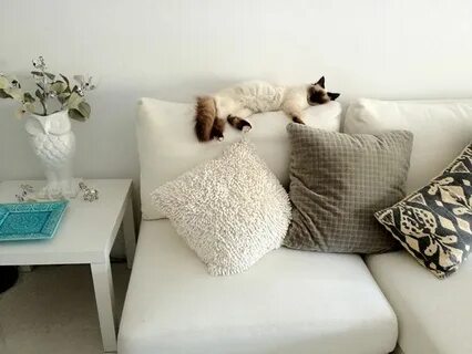 Кошка для квартиры