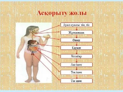 Мүшелердің фотогалереясы