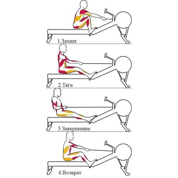 Тренажер гребля как правильно