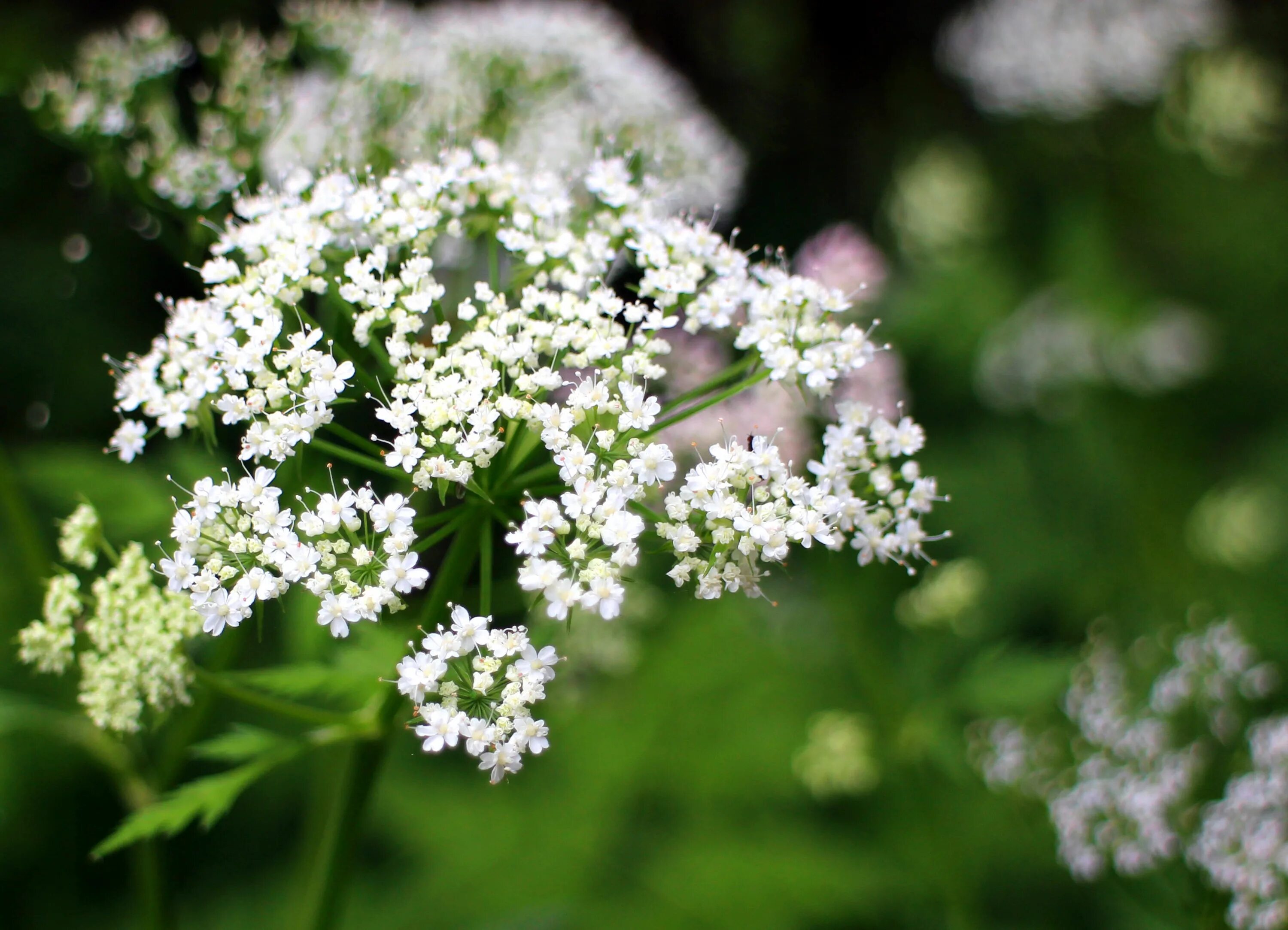 Маленький кашка. Тысячелистник зонтичный Achillea umbellata. Цветок тысячелистник таволга. Зонтичные кашка Полевая. Болиголов и тысячелистник.