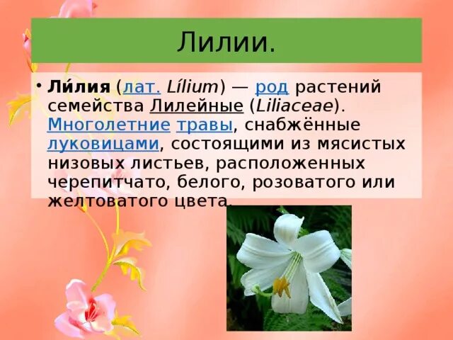 Растения семейства лилейных можно. Семейство Лилейные Лилия. Лилия семейство Лилейные описать. Лилейные доклад. Нарцисс семейство Лилейные.