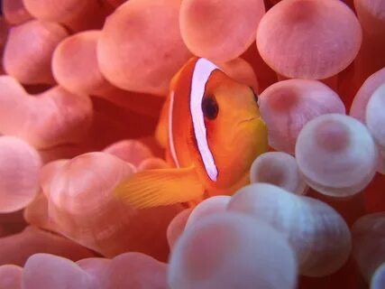 Anemone and clown fish.jpg.