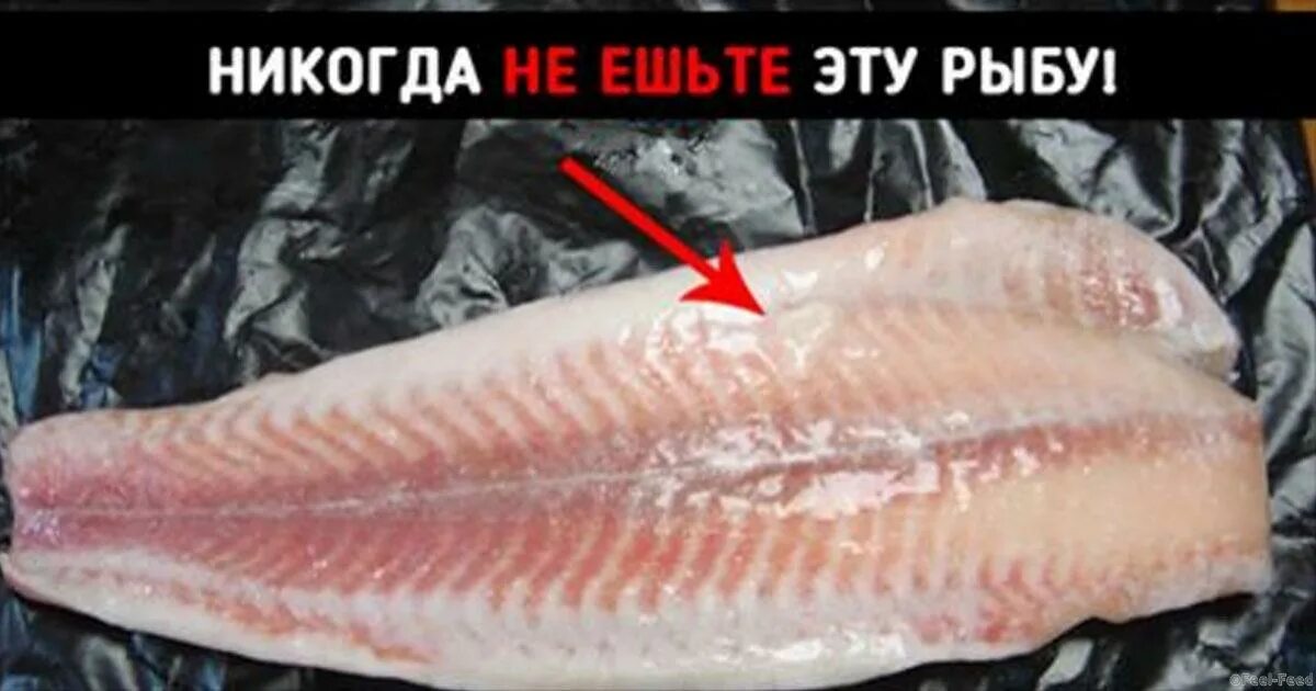 Почему рыба вредна