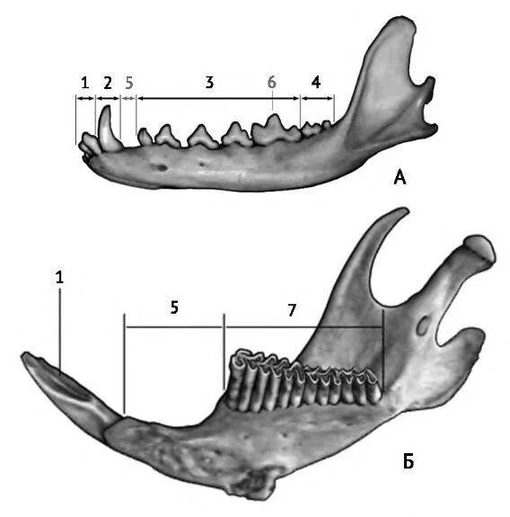 Зубная система млекопитающих анатомия. Зубная система хищных млекопитающих. Строение челюсти кролика анатомия. Строение челюсти кролика. Клыки используются для у млекопитающих
