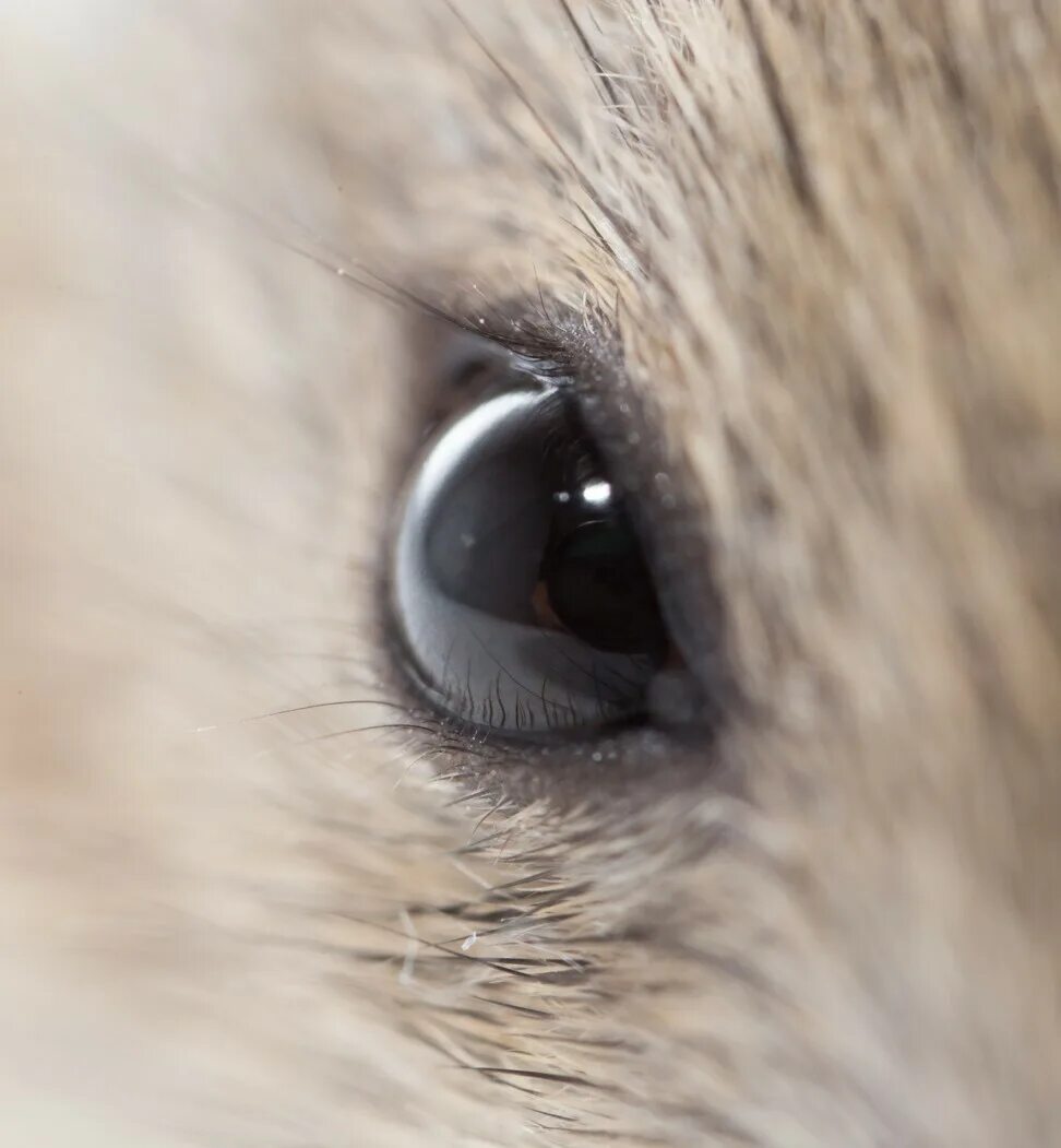 Мышиный глаз. Gx1000. Asus rog gx1000. Глаза мыши. Мышь asus gx1000 eagle eye mouse black usb.