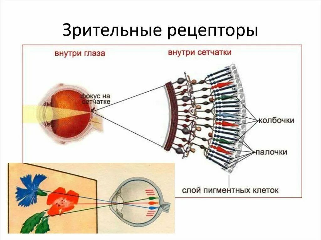 Данных рецепторов