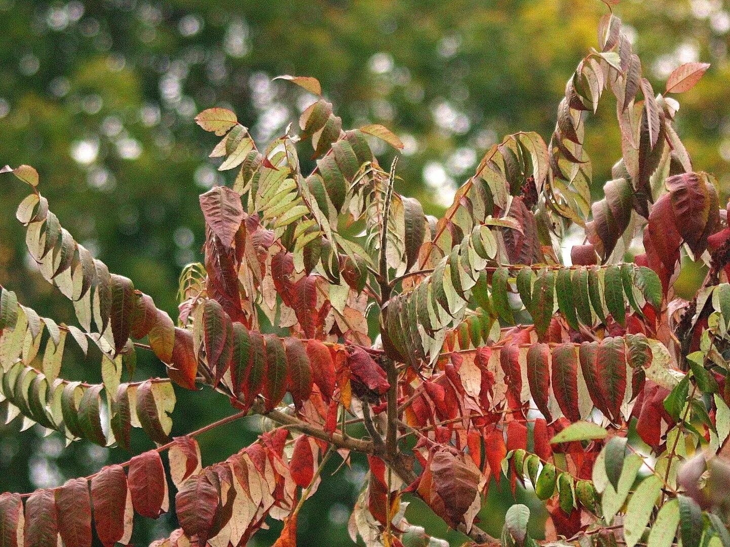 Сумах оленерогий Rhus typhina. Сумах оленерогий уксусное дерево. Каштан Сумах оленерогий. Сумах дубильный дерево.