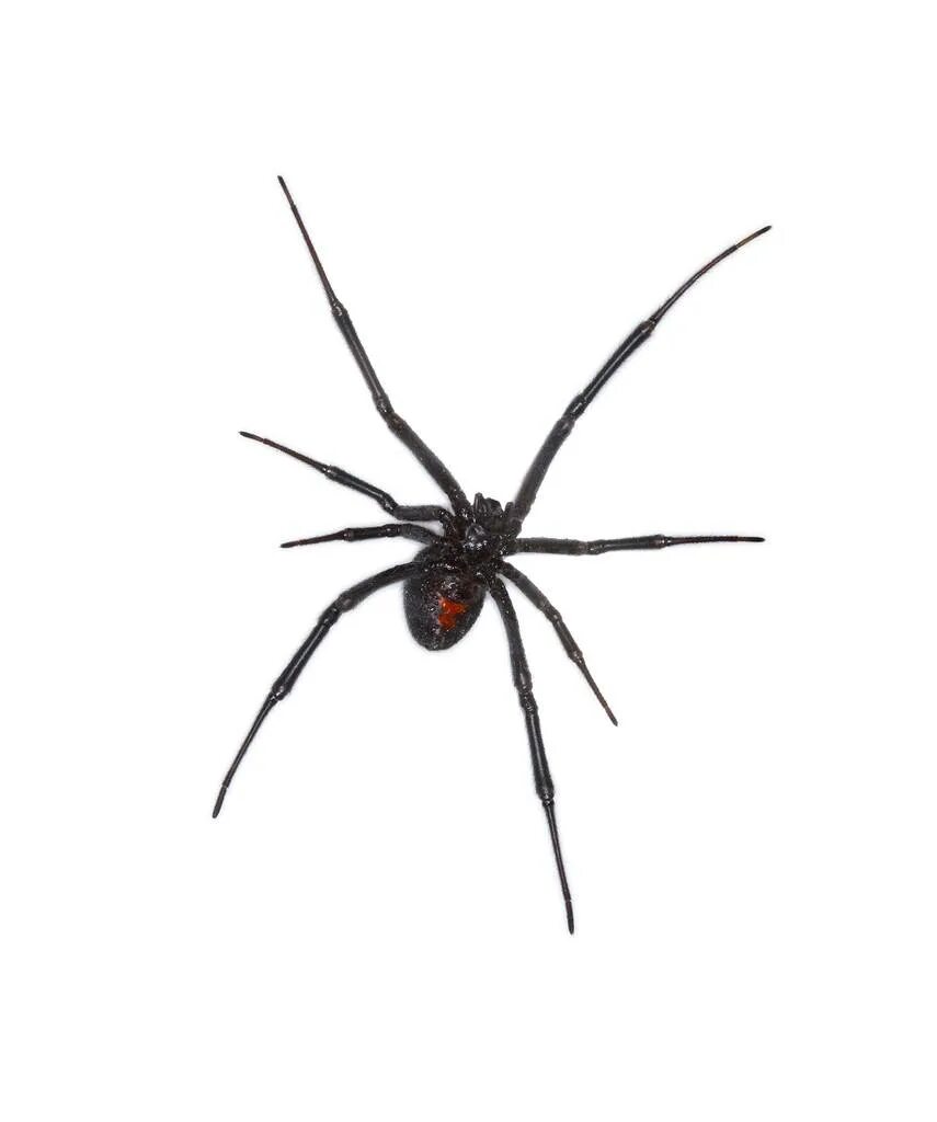 Черный паук хорошо. Черный паук с длинными лапами. Черный паук с тонкими конечностями. Черный паук с длинными лапами тонкими. Жук паук черная вдова.