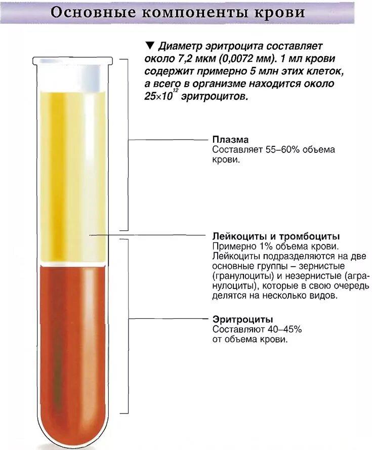 Составляющий элемент крови